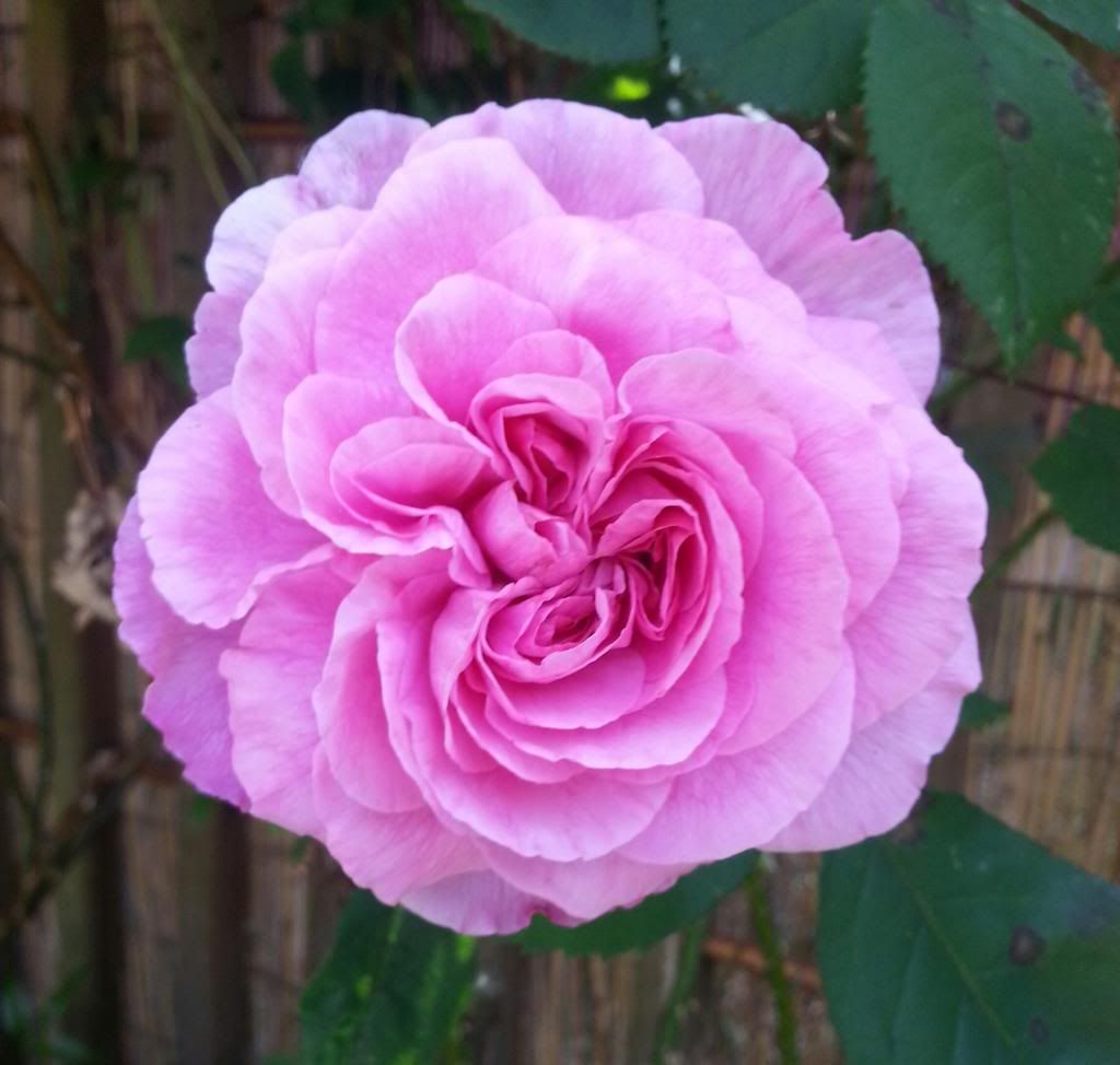  photo 20140531_135722-1_zpsprulczws.jpg